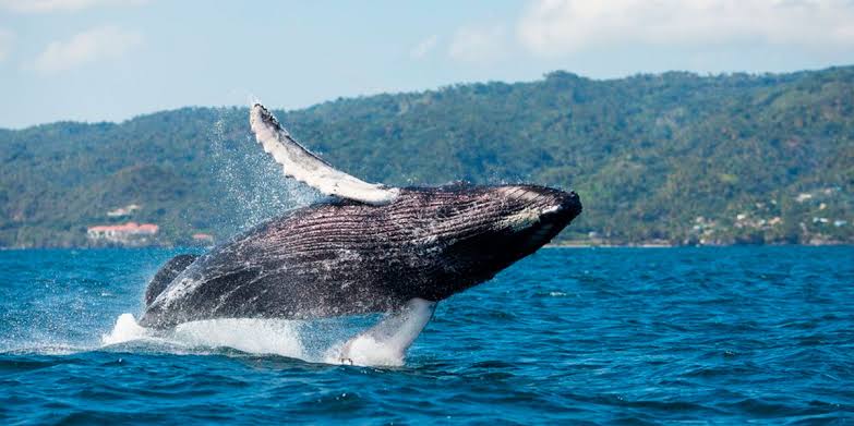 Ballena jorobada saltando en la bahía de Samaná